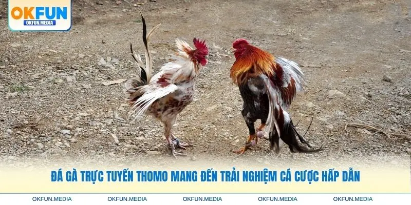 da-ga-truc-tuyen-thomo-trai-nghiem-hap-dan