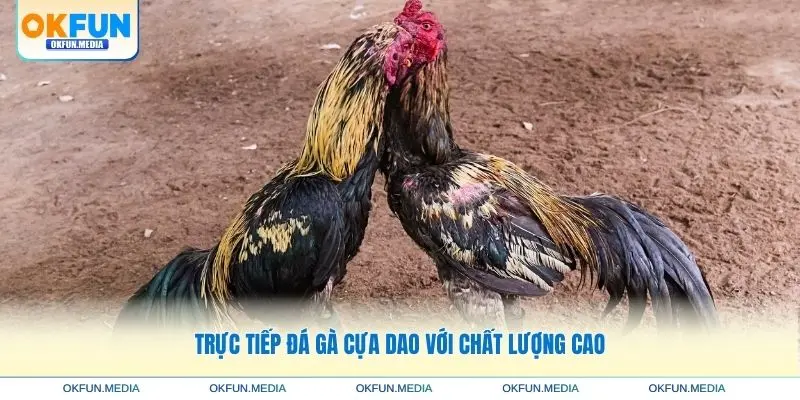truc-tiep-da-ga-cua-dao-chat-luong